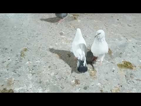 Part 4 Pigeon🕊️ lover ❤️story vlog #pigeon #kabutar #explorepage #birds lover #bollywood #round2hell