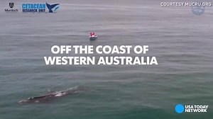 In Flinders Bay in Western Australia, a white calf whale was spotted cuddling it's mother. Only 5% of whales are born white, but turn their natural darker color in their first year. | Springfield News-Leader