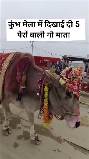 Kumbh Mela Prayagraj #song #love #bhojpurisong #ganga #prayagrajbridge #viral #reels #motivation #dj