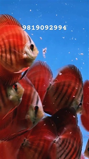 RED COVERS @anantaaquaculture #discusfish #exoticaquariumfish #discus