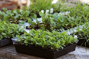 Testing for herbicide susceptibility and resistance - WeedSmart