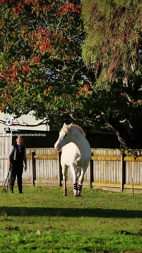 Pink Glitter brushing boots from www.punkponies.com 💖 | Punk Ponies Tack Shop