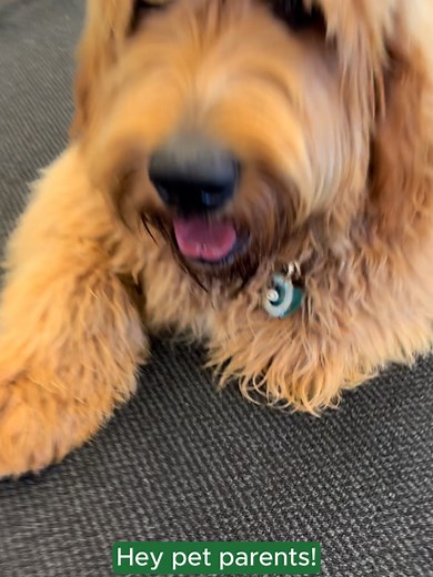 Easy Dog Dental Care Tips for Healthy Teeth | Budget Pet Products