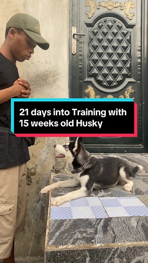 Transforming a 15-Week-Old Siberian Husky