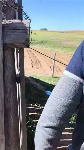 Compras e informações de genética 🧬 de suínos WhatsApp 55996094882 | Família Sítio Dos Sonhos