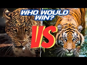Tiger vs. Jaguar - The Ultimate Big Cat Battle Unveiled!