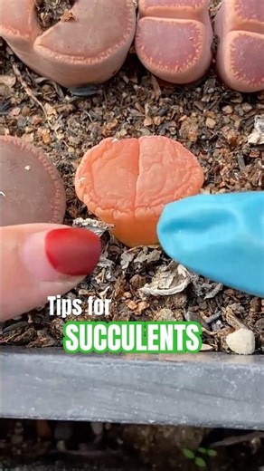 Lithops Shedding Secrets! ✨ How to Help Your Living Stones Lose Old Leaves