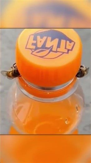 Two Bees Unscrew a Fanta Bottle Cap!