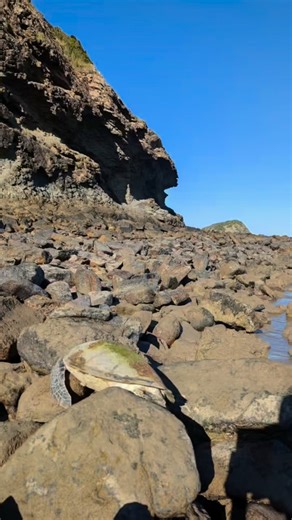 Remember our lucky Lillius? She was stuck between rocks without the ability to free herself. She had a fishing hook imbedded in her flipper which was still attached to fishing line and wrapped around the rocks. If Rebecca hadn’t found her, Lillius would have drowned once the tide came back in!!! Our stranding coordinator PK drove Lillius to Alma Street Veterinary Hospital where the fishing hook was removed safely before transport to us with John our turtle taxi. Besides the hook injury, Lillius 