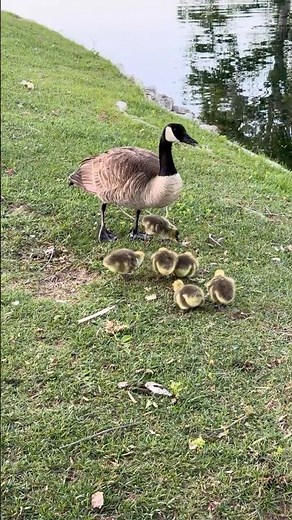 Canada Geese Family, 7 Goslings, 7 April, 4K #canadageese #goslings