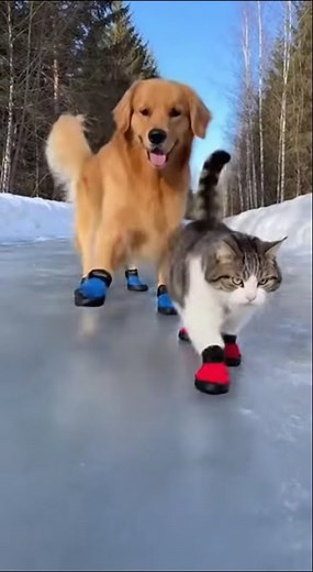 雪の上を勇ましく？歩く猫たち🐾❄️ Cats Bravely Walking on Snow?