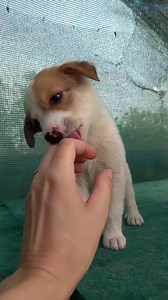 99K views · 3.7K reactions | ADOTTATO https://fb.watch/gad996q1xn/...