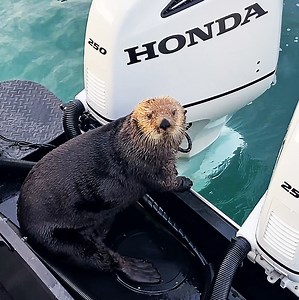 Here's me commentary on Orca vs Otter. Crank it! 🎙 | Ozzy Man Reviews