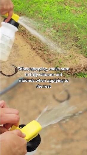 How to get rid of ant mounds in your yard with Outdoor Bug Control lawn spray