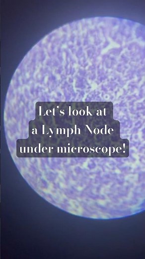 How to use microscope! Looking at lymph node #science #biology #anatomy #love #trending #follow #awe