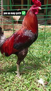 41K views · 1.3K reactions | Milsims hatch bebot uy lines ✅✉️ #noanimalswereharmedinthispost #remilvlog #noanimalsharminthisvideo #viralreelsシ #reelsviral | REMIL Vlog | Facebook