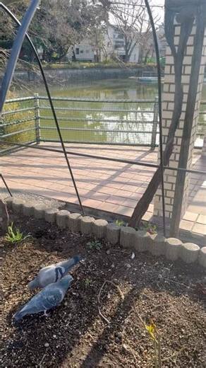 Japanese pigeons🐦🕊️||animals and cultures with Heer||