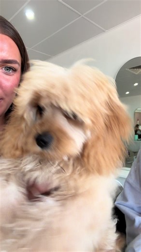 The things I find in my camera roll 😂😂 poor butters isn’t even on the payroll 🤦🏼‍♀️ #dogsoftiktok #equalrights #unpaidwork #dogsoftiktok #woof @natalia gaunt @Hair & Beauty Content Expert @Perths Fav Blonde Specialist