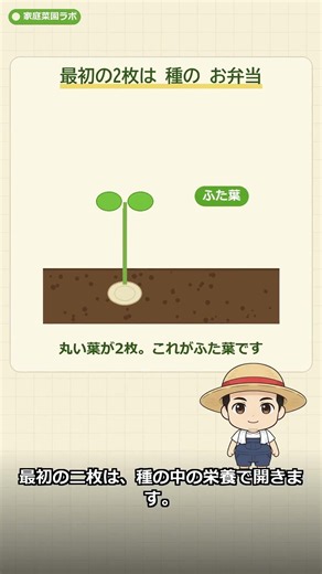 食べたかぼちゃの種、そのまま埋めると…夏に巨大な実に🎃