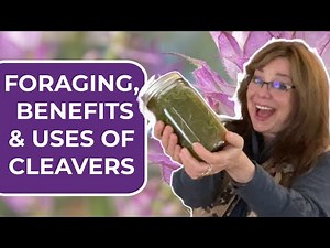 Cleavers for Medicine: What you should know