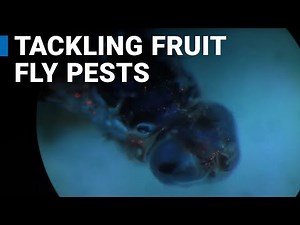 Tackling Fruit Flies with Nuclear Technology in the Dominican Republic