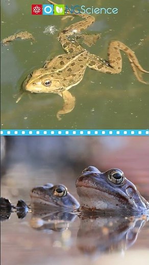 Frog Life Cycle #shorts