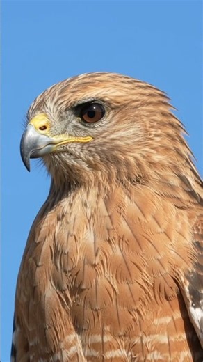 The Call of the Red-Shouldered Hawk in 4K