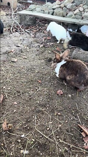 🌟 CUTEST Bunny Exploring EVER! 🐰😍 | You NEED to See This