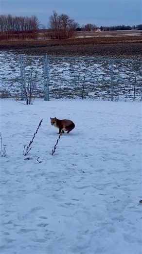 Linus, one of our newest residents, had a blissful moment of pure joy… We are so glad that we could pair this sweet silly fox with Queen Dixie, so that she would no longer be alone… We know you all will come to love him as much as we do! 📸 Rita F. | Saveafox Corporation