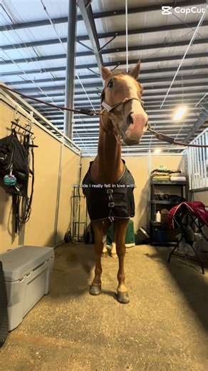 It was never about the riding. It’s always been about the horses. Always.