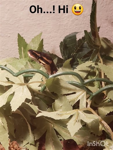 Wait a minute...#Reptile #BallPython #Snake #cute #funny