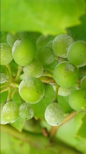 Grapes powdery mildew