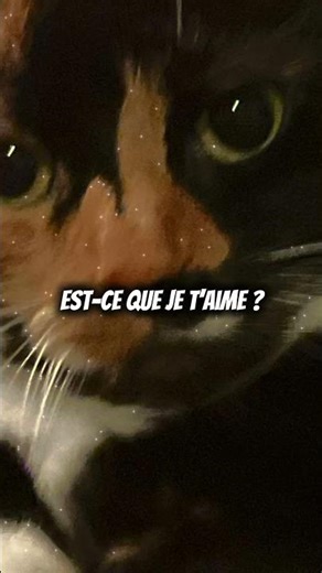 Mon chat est trop mignon