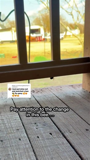 Effective Insect Repellents: Dragonfly Clips Explained