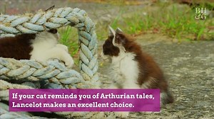 50 Warrior Cat Names for the Most Fearless Felines