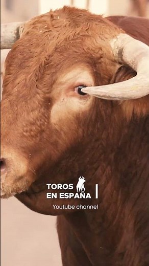Montes de Oca bull in La Vall d'Uixó