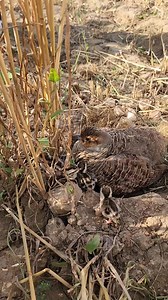 141K views · 6.4K reactions | Grey Partridge #wildlife #naturelovers #birds #Wildlife #birdhome #nature | Teetarclubkpk 2 | Facebook