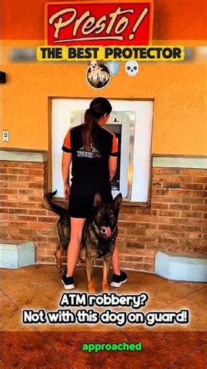 The best K9 protector 🛡🐕💀💯#dog #dogshorts #dogtraining #k9 #malinois #pets