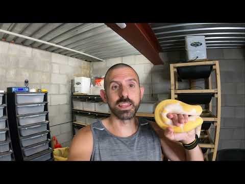 WHAT IS POWER FEEDING BALL PYTHONS? ARE YOU MAINTENANCE FEEDING?