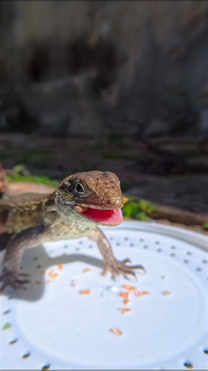 Lunch was great today! #curlytail #lizard #floridawildlife #keywestfl | Key West Virtual Tours