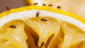 Muslicák a konyhában? Ezzel a trükkel végleg száműzheted őket!