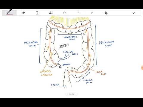 Anatomy, blood supply of Colon