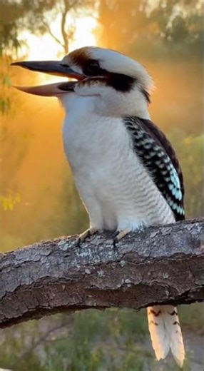Laughing Kookaburra Calling at Sunrise | The Bird That Sounds Like Laughter