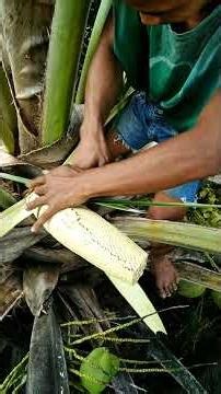 How Coconut Farmers Open Fresh Coconuts in Seconds | Traditional Village Skills