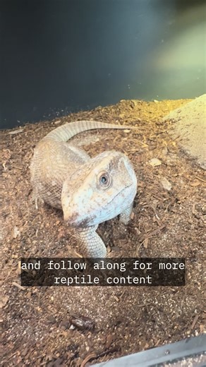 One of the main things people get wrong about Savannah monitors is their diet! Unlike many large monitors kept in captivity that eat mainly rodents, chicks, and eggs. Savannah Monitors are strict insectivores in the wild eating almost exclusively insects. Feeding them the wrong diet can cause extreme obesity and death in your lizard. #reptiles #monitorlizard #lizards #exoticpet #reptile