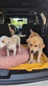 Dennis and Dorian will be at the @Trinity Air - Heating & Air Conditioning Sponsored Pup-tastic Spring Fling and Adoption Event! Make sure you get pre-approved before the event by filling out your application today! All adoption fees will be covered by Trinity Air! The event will be May 3rd at Royal Animal Refuge from 12pm-4pm. #adoptionevent #royalanimalrefuge #royalanimalrefugefoster #dennis #dorian #puptasticspringfling #trinityair To adopt please follow this link: https://www.shelterluv.com/