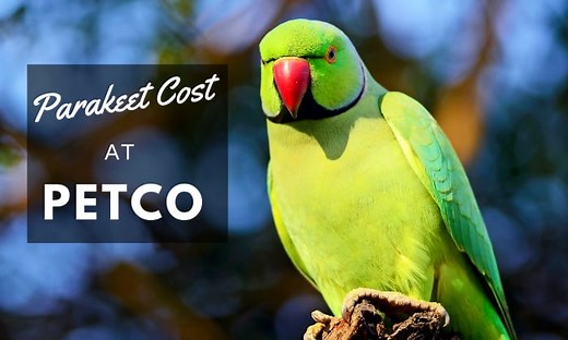 How Much Does a Parakeet Cost at Petco in 2026?
