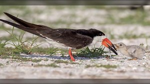 Floating rafts near Ocean City aim to help nesting shorebirds on brink of local extinction