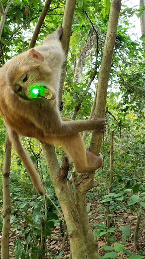 The monkey is playing with the laser ray . . . . . . . . . . . . . . . . . . . . . . . . . . . . . . . . . . . . . . . . . . . #LaughWithAnimals #monkeyreels #monkeyfun #monkeyplay #monkeywithlaserray | Laugh with Animals