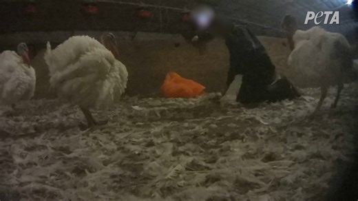 The turkey you’re planning to eat for Thanksgiving dinner could have been abused like this 😡 Stop supporting this cruelty — choose not to eat them! | PETA (People for the Ethical Treatment of Animals)
